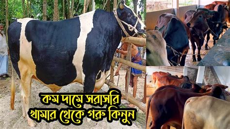 বিশাল বড় বড় ৩টা এবং ছোট সাইজের ১২টা গরু বিক্রি করবেন এই খামারি