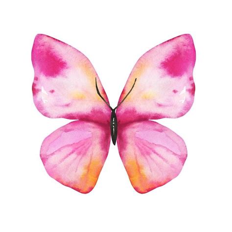 Premium Vector Cute Watercolor Pink Orange Vector Butterfly Pintura