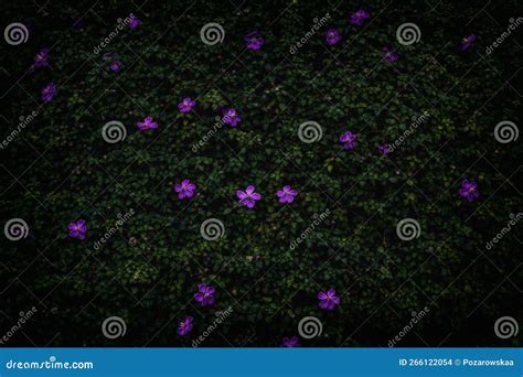 A Ground Cover Plant with Purple Flowers. Natural Green Texture ...