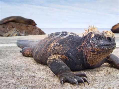 Fakta Iguana Laut Satu Satunya Kadal Yang Bisa Berenang Di Laut