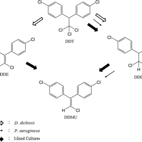 Proposed Ddt Biodegradation Pathways By Particular D Dickinsii Open