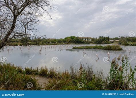 Many Flamingos On A Blue Water Pond In La Camargue Wetlands France