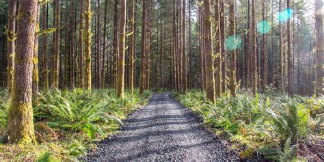 5 Types Of Trees For Which Oregon Is Known Oregon Forests Forever