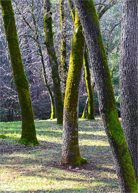 Winter Green Brian Blair Flickr