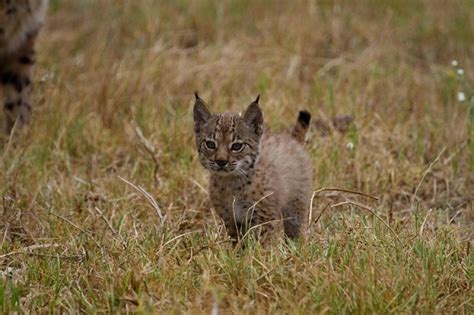 Iberian Lynx - Coniferous Forest