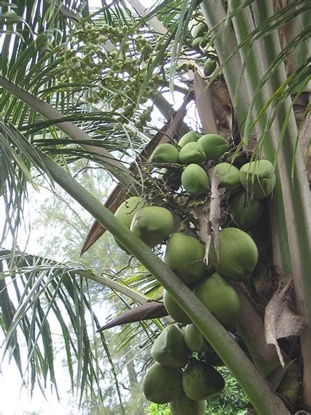 National Tropical Botanical Garden Cocos Nucifera Plant Detail