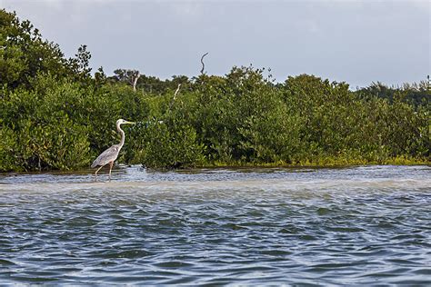 Tour Cl Sico Puntos Vip Holbox Experience