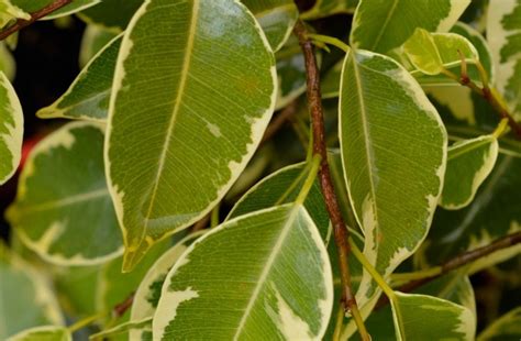 Ficus - Bushy King - Guildford Garden Centre