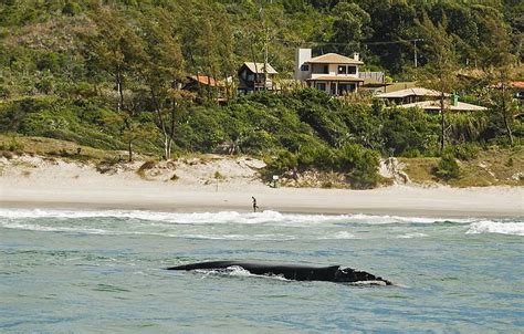 Observação de baleias Praia do Rosa Veja dicas no Férias Brasil