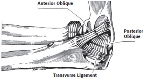 Posterior Oblique Ligament