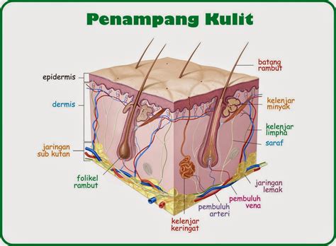 Alat Indera Pada Manusia Beserta Fungsinya Pengetahuan Olandsky