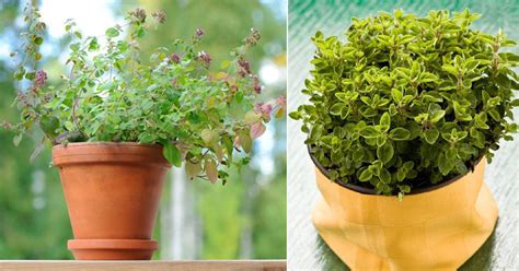 The Ultimate Guide To Grow Marjoram In Pots Balcony Garden Web