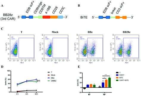 Enhanced Cytotoxicity Of Car T Cells Against U Mg Cells A B