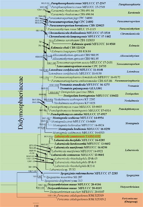 Phylogram Generated From Maximum Likelihood Analysis Based On Combined