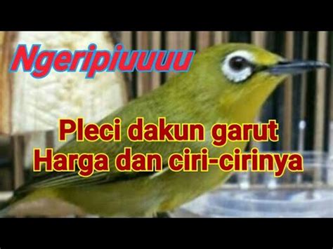 Pleci Dakun Garut Berikut Ciri Dan Harganya YouTube