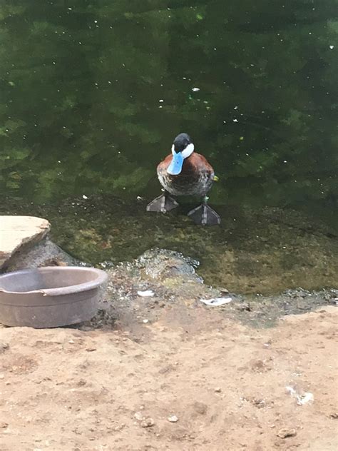Rudy Duck At The Sedgwick County Zoo by JawsandGumballFan24 on DeviantArt