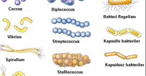 Ciri Ciri Bakteri Dan Bentuk Bakteri Junetzzonesty