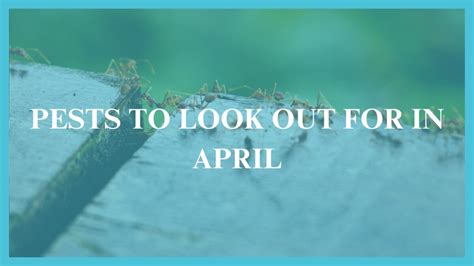 Pests To Watch Out For In April Eraserpest Pest Control Services