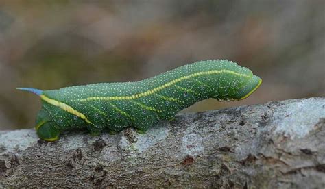 Smerinthus Cerisyi Caterpillar Caterpillar Creepy Crawlies Cactus