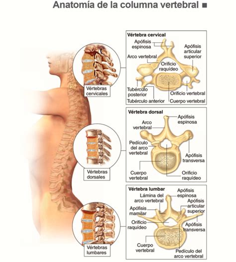 Partes De La Columna Vertebral Fisioterapia Anatom A Del Esqueleto