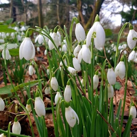 Snowdrop Flowers (Galanthus): Types, How to Grow and Care | Florgeous