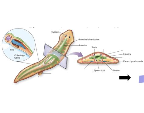 Planaria Anatomy Quiz