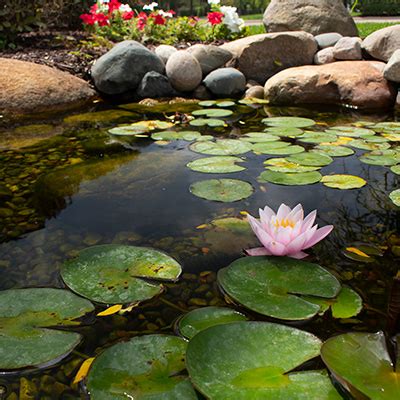 Large Water Lily Floating Lights