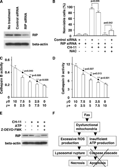 Apoptotic Lysate Of ␳ ϩ Cells Suppressed Cathepsin Activities In