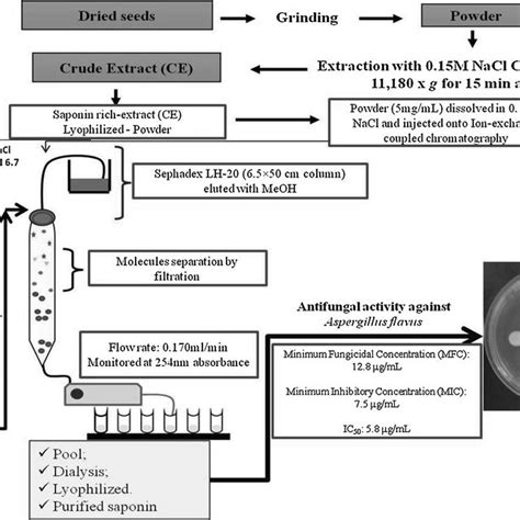 Schemes For The Isolation Purification And Biological Applications Of