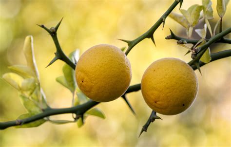 Trifoliate Orange Hardy Orange Flying Dragon Poncirus Trifoliata