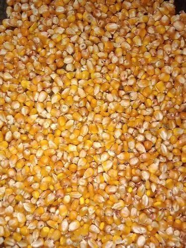 Yellow Dry Maize High In Protein At Rs 19 50 Kg In Howrah ID