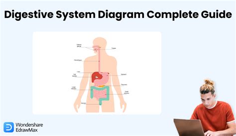 Digestive System Diagram Complete Guide | EdrawMax