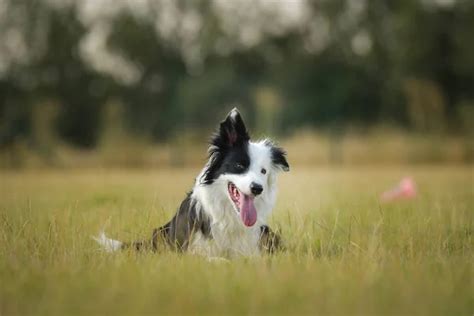 Pies rasy border collie fotografie zdjęcia stockowe Pies rasy border