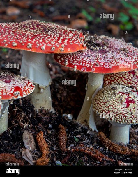 Le Champignon Toxique De La Mouche Agarique Amanita Muscaria Qui