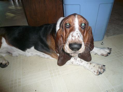 Basset Hounds Are Funny Without Even Trying Bassett Hound Puppy