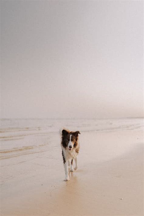 Dog Walking on Beach · Free Stock Photo