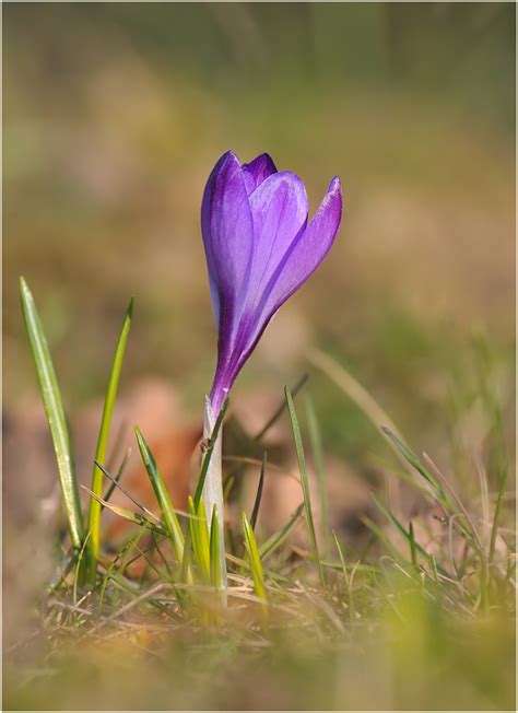 Crocus Forum F R Naturfotografen