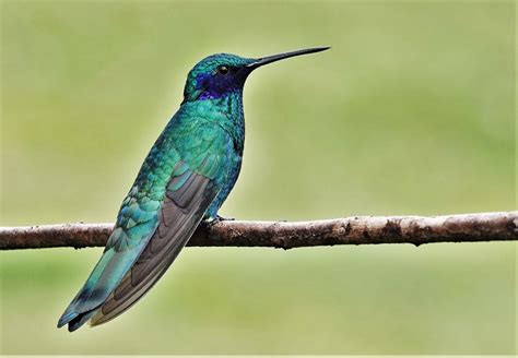 Großer Veilchenohrkolibri Colibri Coruscans Großer Veilc Flickr