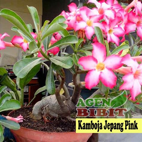 Jual Bibit Bunga Adenium Kamboja Jepang Pink Tanaman Hias Pohon