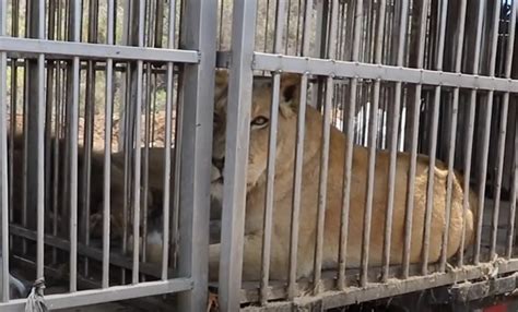 Après 8 Ans Passés En Cage Des Lions De Cirque Secourus Touchent L