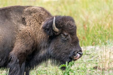 The American Bison: An Iconic Symbol of the Wild West - 6 Fascinating Facts