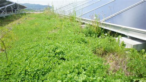 Solargründach Firmengebäude GRÜNSTATTGRAU