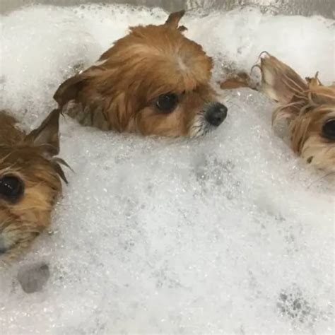 Las Mejores Peluquer As Caninas En Sant Boi De Llobregat Mimos Y