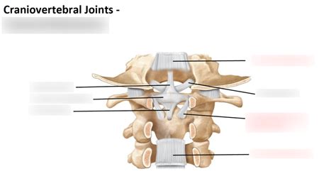 Craniovertebral Joint Ligaments Diagram Quizlet