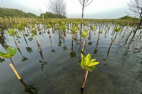 Brin Ungkap Fenomena Perubahan Iklim Berdampak Pada Populasi Tumbuhan