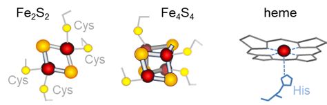 Iron Sulfur Cluster Assembly In Plants John Innes Centre