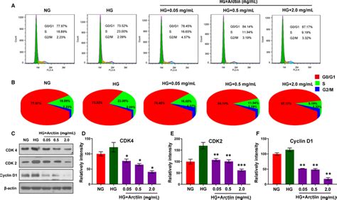 Arctiin Disrupts Cell Cycle Arrest At G G Phase In Hgtreated Hrcecs