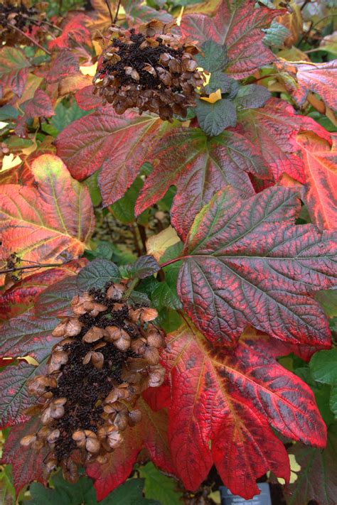 Oakleaf Hydrangea Snow Queen