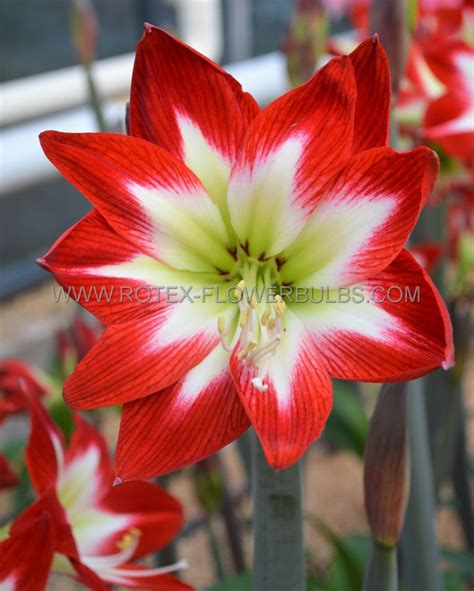 HIPPEASTRUM AMARYLLIS UNIQUE MIDI TRES CHIC 34 36 CM 6 P OPEN TOP