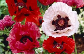 Papaver Coquelicot Acheter Bulbes Directement De Hollande Dutch